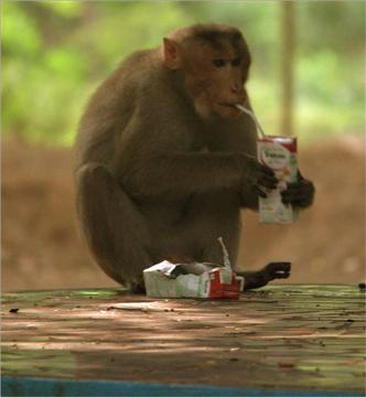 Monkey Drinking like Human Species